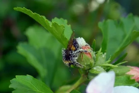 Flying worker honey bee with bee pollen feeding on flower, Big white balls of Stock Illustration