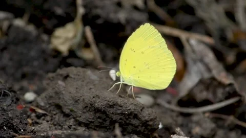 Flying Yellow Bug in Nature Scene. Macro Close-up View Stock Footage 142120583