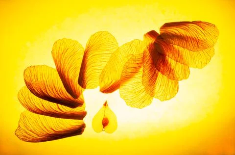 Flying in yellow Stock Photos