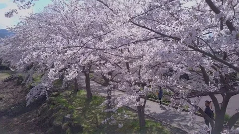 Flying Zoom Out Sakura Cherry Blossom Trees In Full Bloom At Fuji Five Lakes Vídeo Stock 81534907