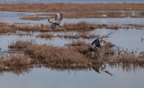 FlyingBlueHeronMarsh1 Stock Photos