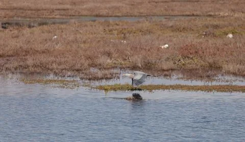 FlyingBlueHeronMarsh5 Stock Photos