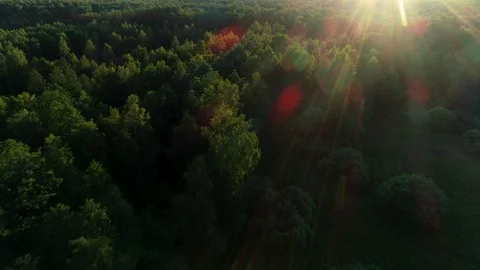 Flyingover morning forest Stock Footage 91901531