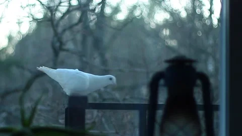 FlyingWhiteDove Vídeo Stock 171374610