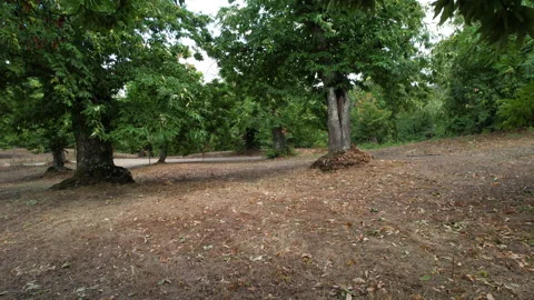 Flyng through a splendid centuries-old chestnut forest. Stock-Footage 162243033