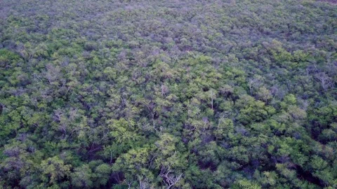 FLYOVER OF AFRICAN FOREST Stock Footage 127883796