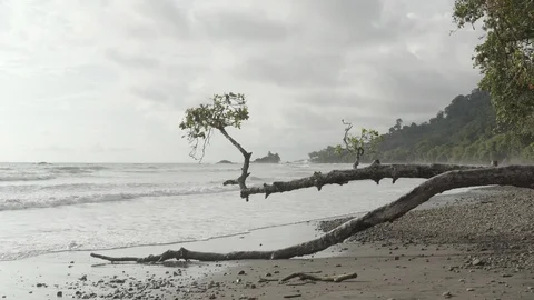 Flyover beach waves and tree Stock Footage 120200377
