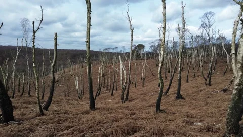 Flyover burnt forest  Stock Footage 278180002