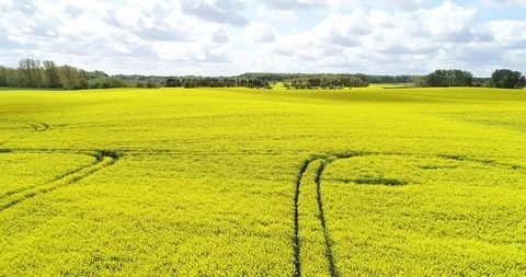 Flyover close to ground yellow field Video stock 107645933