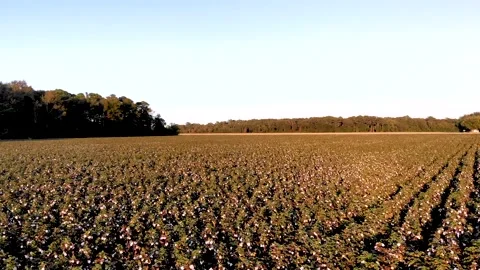 Flyover cotton field at sunset Stock Footage 142325956