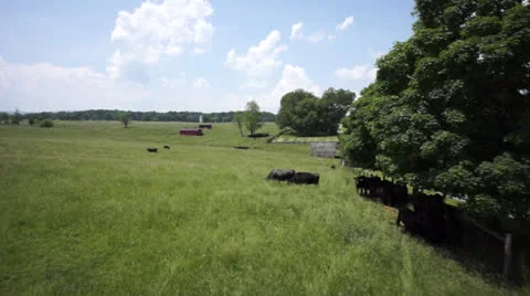 Flyover cows on farm Stock Footage 24589427