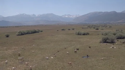 Flyover of Cows with a mountain range in the background Stock Footage 93965641