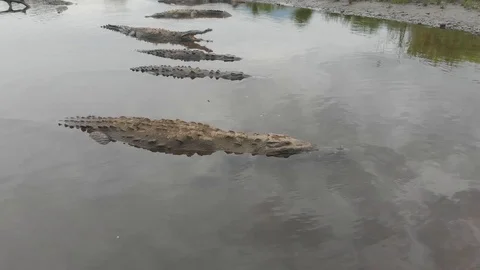 Flyover crocodiles under the bridge of Tarcoles River in Costa Rica Stock Footage 107571842