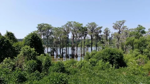Flyover of the cypress trees overlooking Lake Miccosukee in Tallahassee, FL Stock Footage 116691771