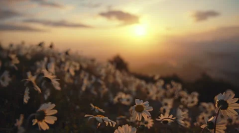 Flyover daisies blowing in the wind sunset sky and sun Stock Footage 48873584