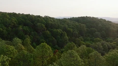 Flyover Dense Pine And Oak Forests Near Tapalpa, Jalisco, Mexico. Aerial Drone Stock-Footage 319518754