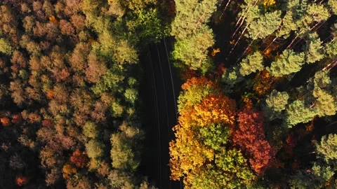 Flyover down shot of fall forest and road with cars Stock Footage 134827844