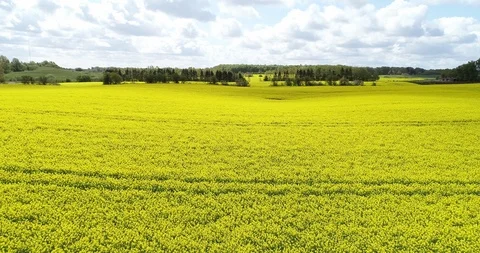 Flyover field close to ground Stock Footage 107646004
