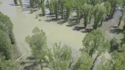 Flyover Flooded Forest alongside a River Stock Footage 85628069