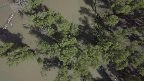 Flyover a Flooded Forest Stock Footage 85628426