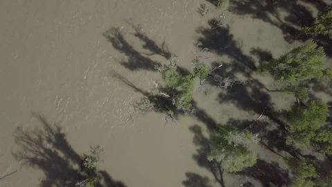 Flyover Flooded Forest with Snake River Stock Footage 85628510