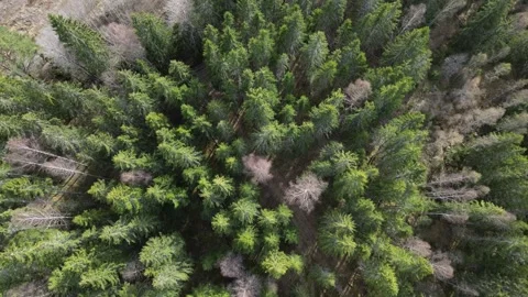 Flyover forest Video stock 306617067