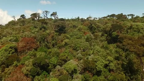 Flyover a Forest Reserve Video stock 122781645