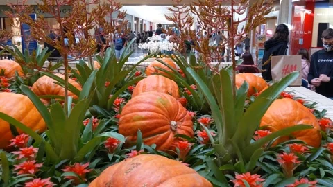 Flyover giant pumpkin patch in indoor mall with masked shoppers Vídeo Stock 140151624