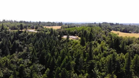 Flyover green pine trees with golden fields in background and bright sky Stock Footage 139000447