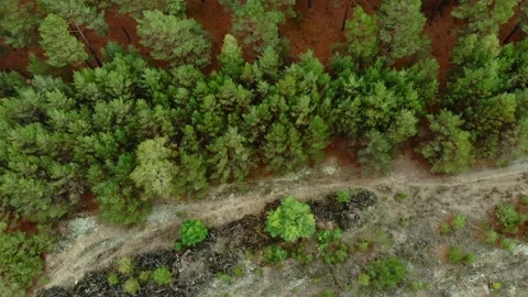 Flyover green trees forest woods with red ground during daytime downshot Stock Footage 134823733