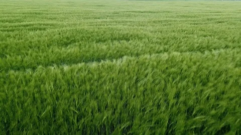 Flyover Green Wheat Fields waiving wind 库存影片 111286373