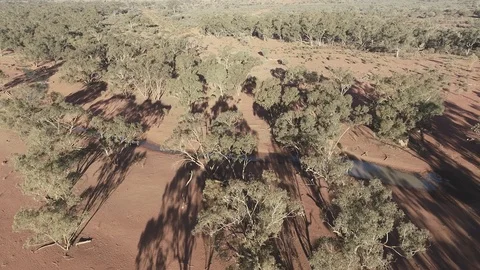 Flyover of gum trees in outback Australia Stock Footage 92520897