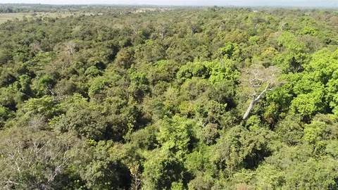 Flyover Jungle Forest Trees Canopy Video stock 122771955