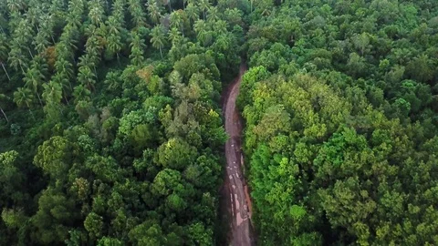 Flyover of jungle road in a thick, untou... | Stock Video | Pond5