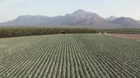 Flyover large orchard fruit trees toward Mariepskop mountain, S Africa Stock Footage 297252811