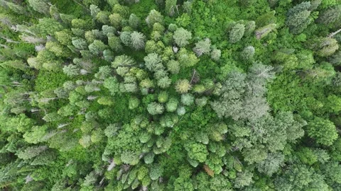 Flyover a Mixed/Acadian Forest Area Stock Footage 338341491