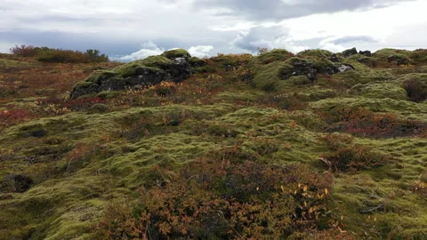 Flyover moss on lava backwards Stock Footage 345938408