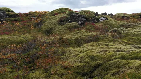 Flyover mossy lava Vídeo Stock 345938794