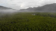 Flyover Mystical Jungle Landscape. Fog Hanging Above Trees. Stock Footage