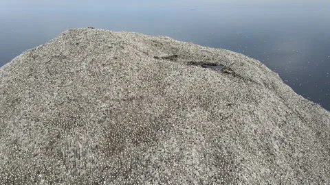 Flyover of nesting gannets and seagulls on Bass Rock island, Scotland Stock Footage 306990740