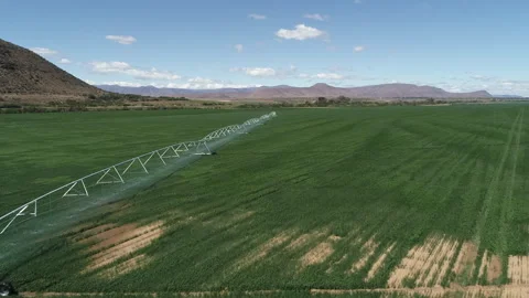 Flyover new green wheat field with agricultural irrigation pivot spray Stock Footage 333631291