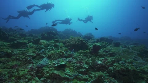Flyover over coral reef with fish and scuba divers Stock-Footage 124409526