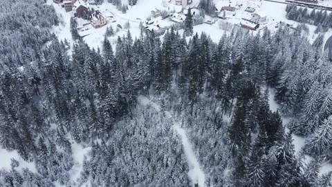 A flyover over snowy Christmas Trees in Carpathian Mountains, Ukraine, 4k Stock Footage 228211535