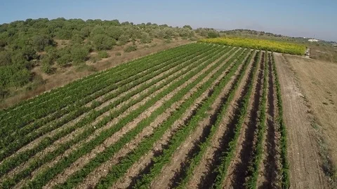 Flyover over vineyard and olive grove,Israel Stock Footage 71738012
