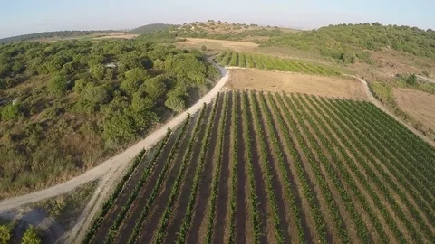 Flyover over vineyard and olive grove,Israel Stock Footage 71738354