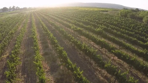 Flyover over vineyard and olive grove,Israel Video stock 71739797