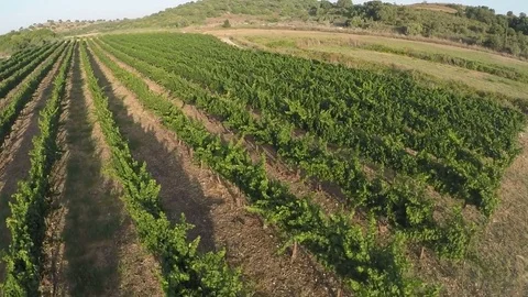 Flyover over vineyard and olive grove,Israel Stock Footage 71742229