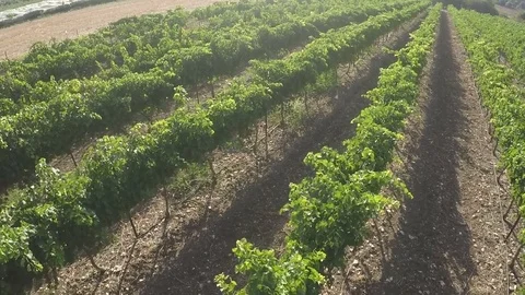 Flyover over vineyard and olive grove,Israel Stock Footage 71742482