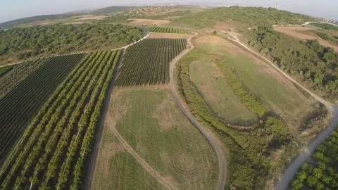 Flyover over vineyard and olive grove,Israel Stock Footage 71743626