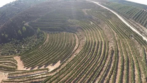 Flyover over vineyard and olive grove,Galilee Israel Stock Footage 71755454